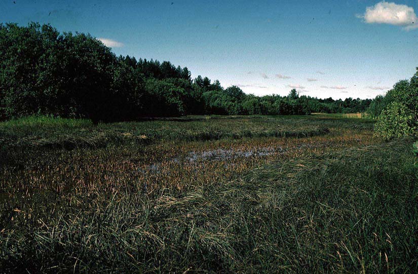 Figur 4.1 Isakbekken 1968, sett mot nord. Breie belter av kvass-starr (Carex acuta) langs strendene. Ute i vannet vokser pilblad (Sagittaria sagittifolia) og vassgro (Alisma plantagoaquatica).