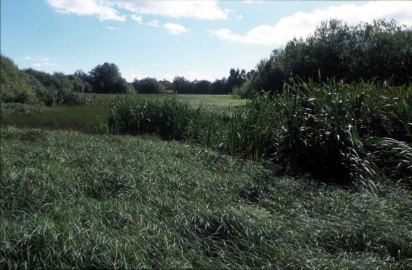 Figur 4.5 Isakbekken 1989. Sett mot sør. Stor økning av elvesnelle (Equisetum fluviatile) ute i tidligere åpent vannparti.