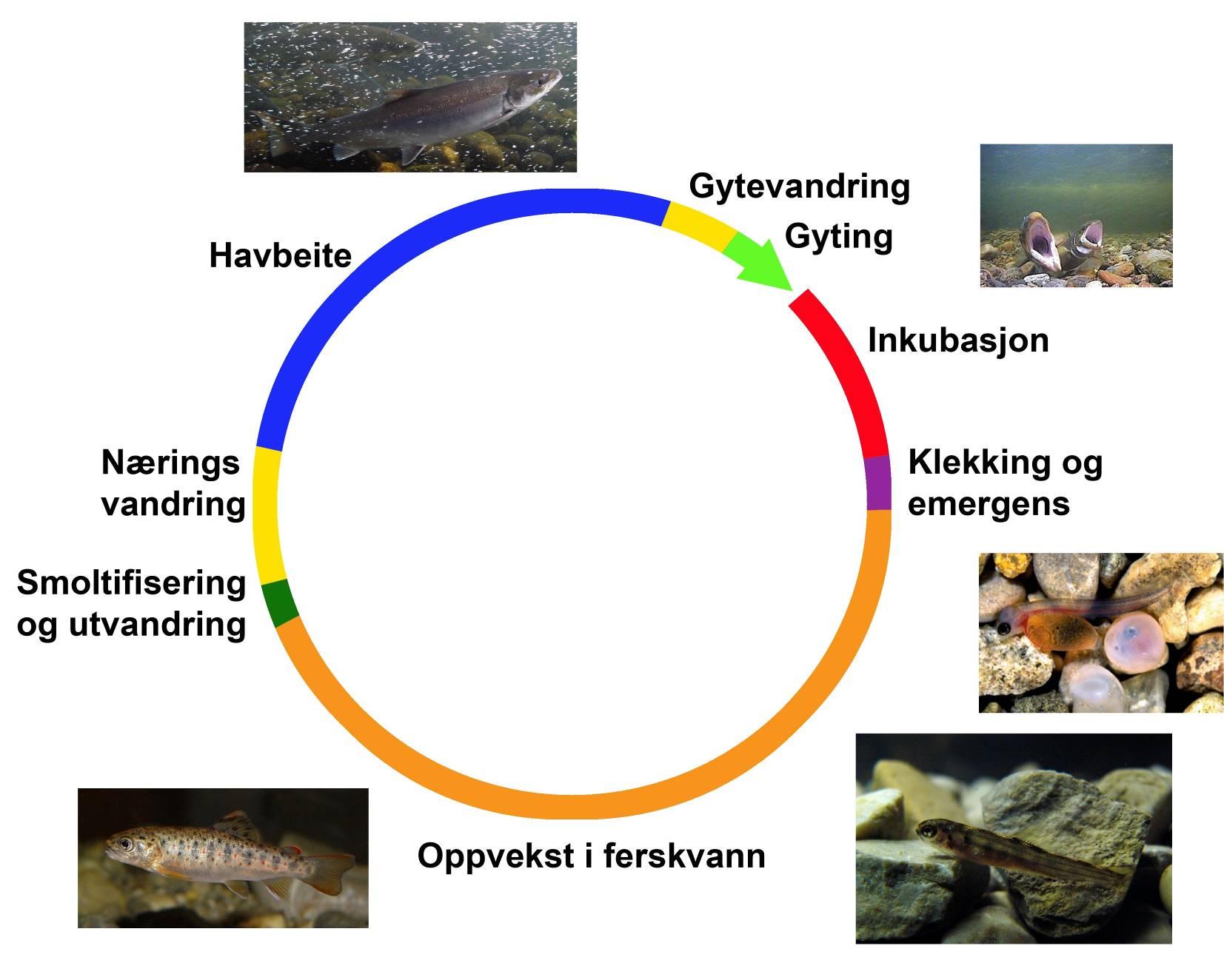 Verdien av gytefisktellinger Svært viktig målepunkt i