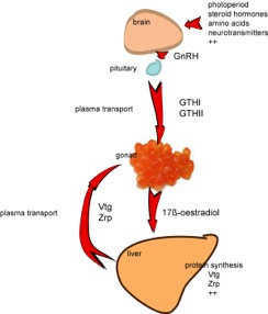 Vitellogenin (VTG) = biomarkør for hormonforstyrrende