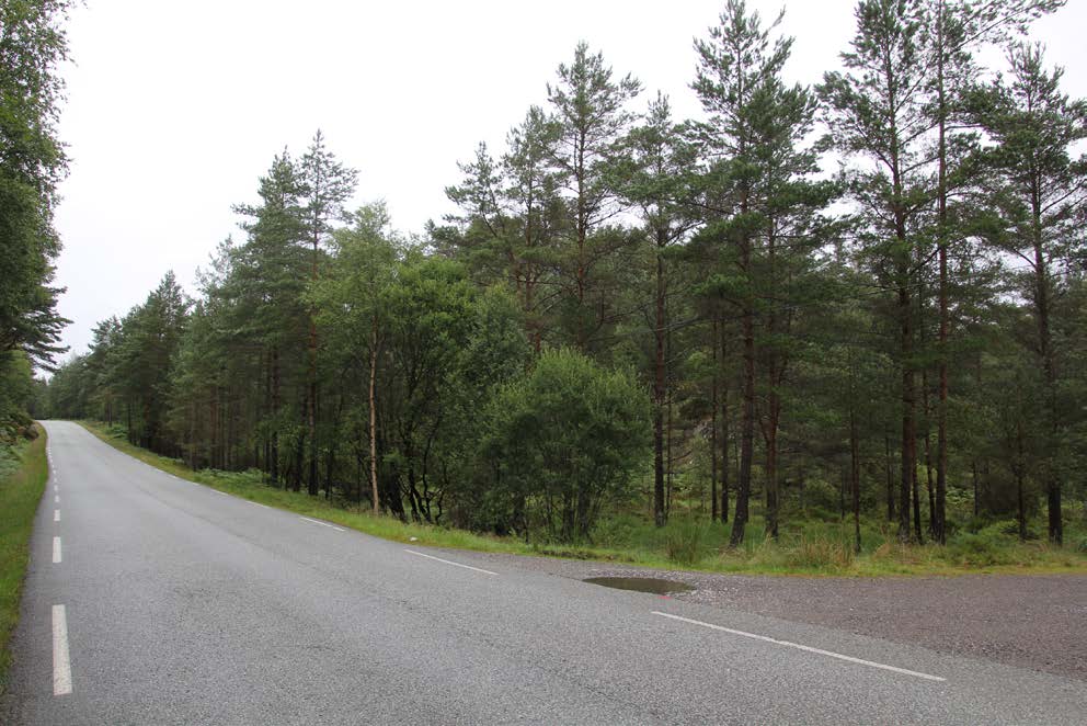 Figur 3- Bilete syner fylkesveg 546 med avkøyrsle til naboeigedom.