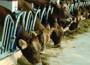 Fôrfronter fra DeLaval DeLaval fôrfront HL30 DeLaval fôrfront HL30 gjør det enkelt for dyret å komme inn i fronten. Denne løsningen passer meget bra for dyr med store hoder eller horn.