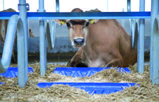 DeLaval AS Postboks 3250 N-1402 Ski Besøksadresse: Glynitvn. 25 Tlf. +47 64 85 85 00 norge.info@delaval.