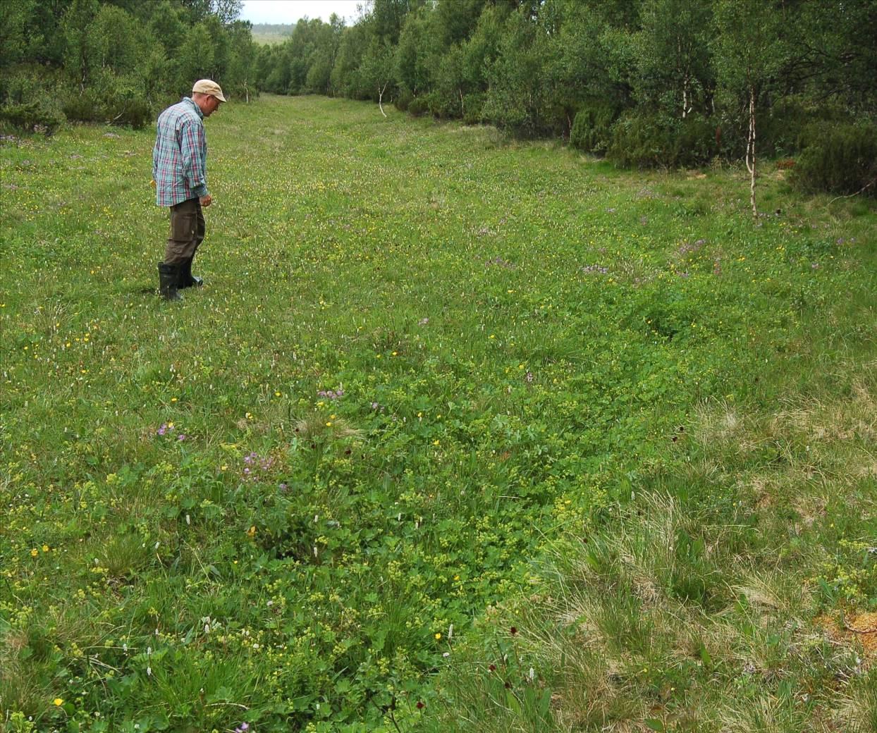 Figur 6. Bildet viser en vassdal i beiteområdet sør for Sølendet naturreservat som har blitt rydda for kratt. I forgrunnen og midt på bildet står det 40 blomstrende individer av svartkurle. Foto A.