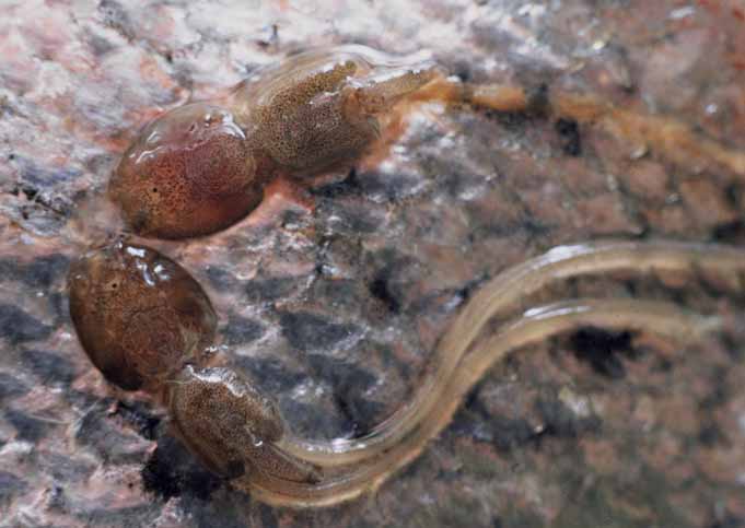 68 RISIKOVURDERING MILJØVIRKNINGER AV NORSK FISKEOPPDRETT 5.1 SMITTESPREDNING OG SYKDOM 5.1.1 Lakselus Foto: J.A. Knudsen Lakselus har vært et omfattende sykdoms- næring de siste tiårene.