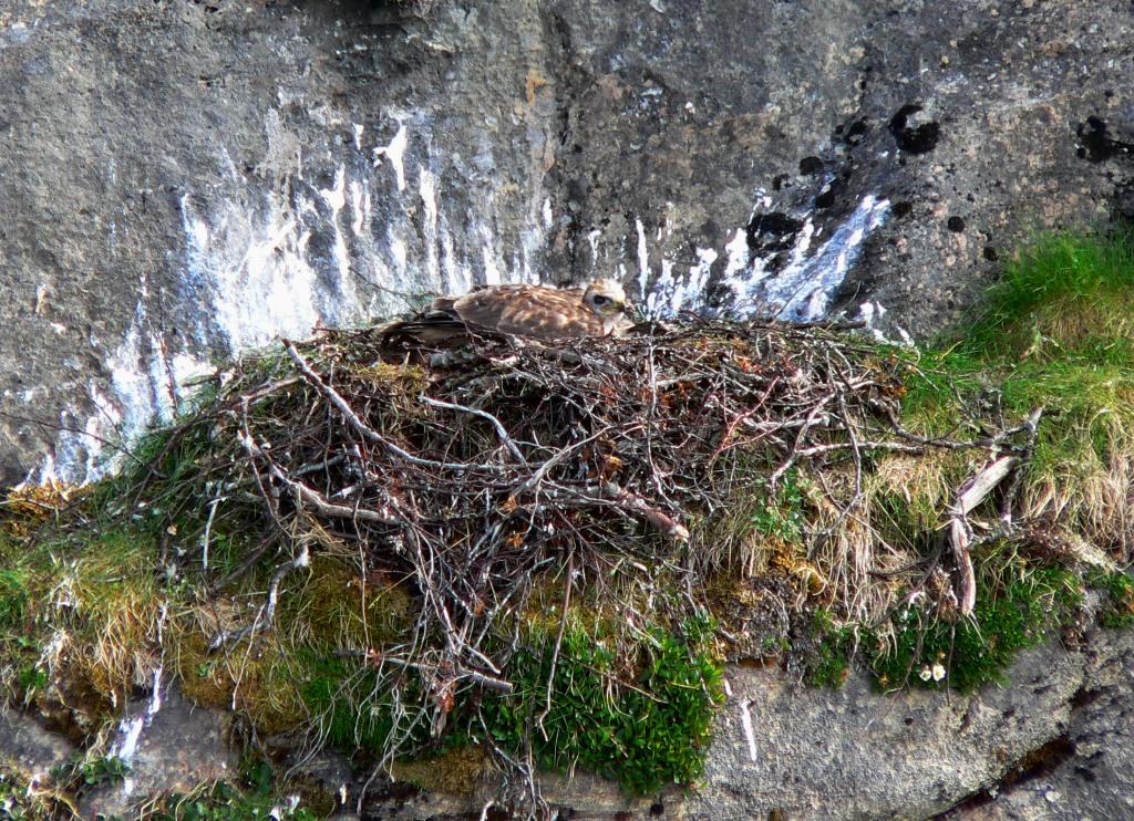 Bilde 2: Den voksne fjellvåkhunnen var lite glad for at en forsker inspiserte ungene hennes. Foto: T. H. Carslen.