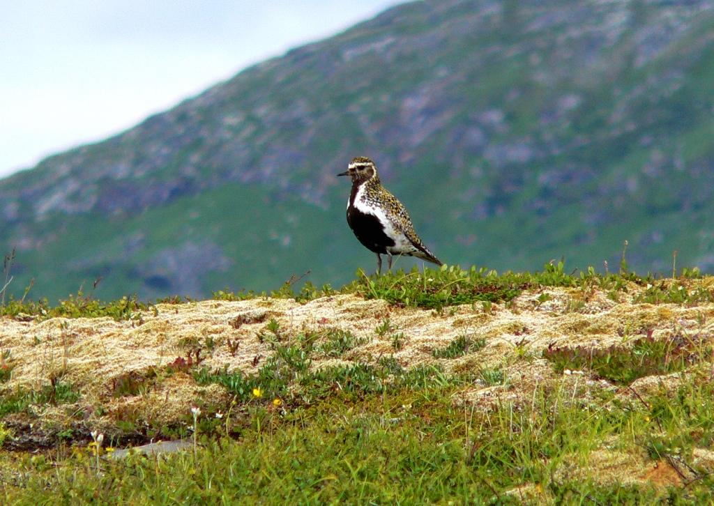 4.1.5 Vadere, måkefugler og joer Flere ulike vadere benytter områdene i Sundsfjordfjellet, spesielt rundt SFS-magasinet, som leveområdet, både i hekkesesongen og under høsttrekket.