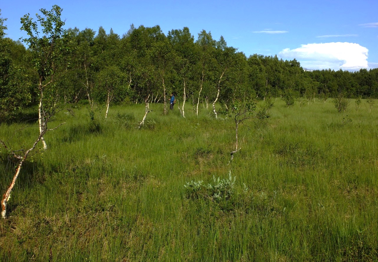 Nytt kryss E6/Rv 80 ved Fauske - konsekvenser for naturmangfold Ecofact rapport 412 Figur 11. Flompåvirket gråorskog langs Leirelva. Foto: Geir Arnesen 4.3.