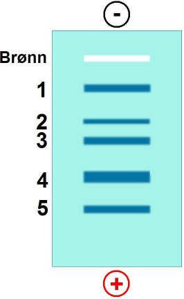 Bioteknologi 3 (oppgave 7 - vår 2008) Hvilken av disse basesekvensene kan ved baseparing kobles til den klebrige enden på DNA-biten på figuren?