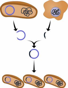 Bioteknologi 10 (oppgave 32 - vår 2010) Figur 10 viser en metode for overføring av DNA til en bakterie. Hva brukes til prosessene vi ser på figuren?