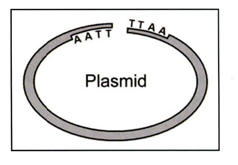 Bioteknologi 14 (oppgave 11 - høst 2010) Når molekylprøver skal undersøkes med elektroforese, plasserer man gjerne en ekstraprøve ved siden av som inneholder en rekke kjente molekyler av forskjellig