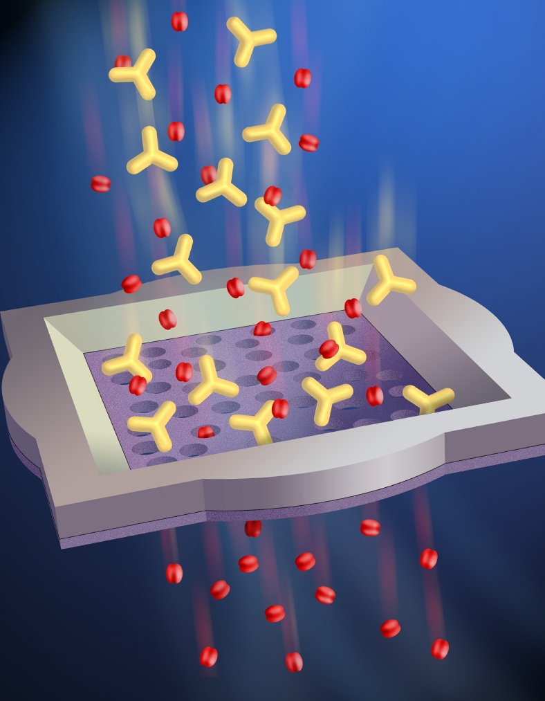 Adsorpsjon til membranen Disse adsorptive fenomen er membran og legemiddel avhengig og kan føre til økt legemiddel eliminasjon fra plasma Hydrophobic syntetiske membrane har