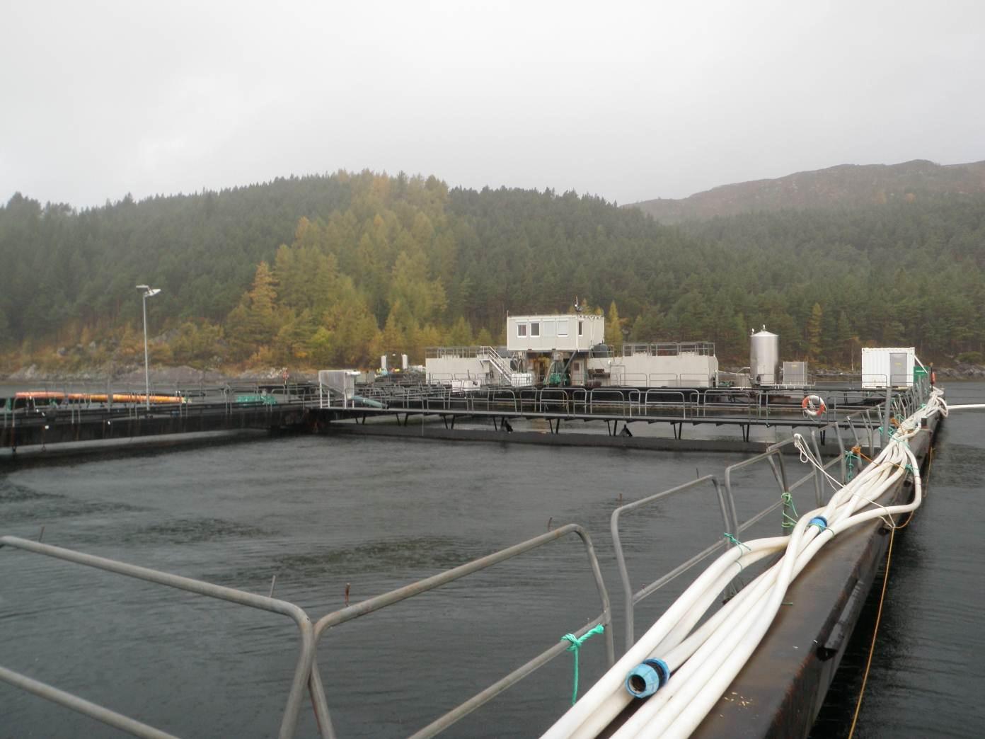 Miljøundersøkelse (NS 9410); Verpeide 3 Forord Ein miljøundersøkelse, type NS 9410, er utført på oppdrag for Marine Harvest. Lokaliteten heiter Verpeide og ligg i Vågsøy kommune, Sogn og Fjordane.