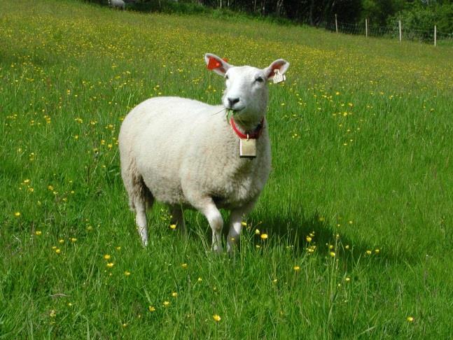 Slått langs offentlige veier omfattes av Vegdirektoratet sin Håndbok 051 arbeid på veg, som blant annet setter strenge krav om gjennomført arbeidsvarslingskurs, arbeidsvarsling før tiltaket