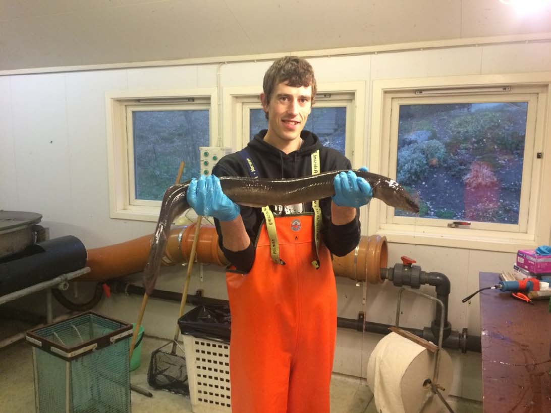 Bestanden av ål i Norge har flere problemer å stri med. Åleparasitten Anguillicola crassus hos voksen ål er ett av dem. Parasitten er en nematode (blodsugende rundorm) som sitter i svømmeblæren.