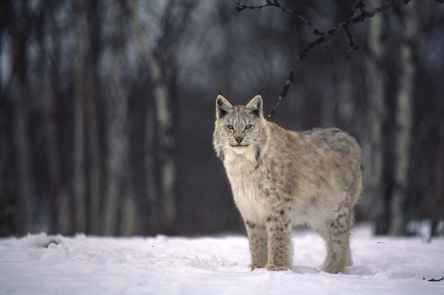 WWF- Norges landmiljøprogram EU/EØS og miljø Villrein, fjell Rovdyr Skogvern og