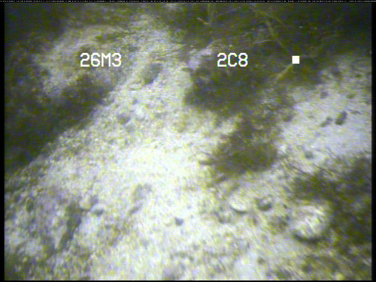 6129-2011 Transekt 2. På 8 m liten effekt av nedslamming på kalkalgesamfunn. På 25 m stor påvirkning av nedslamming Transekt 3. På 9 m mindre grad av påvirkning av nedslamming.