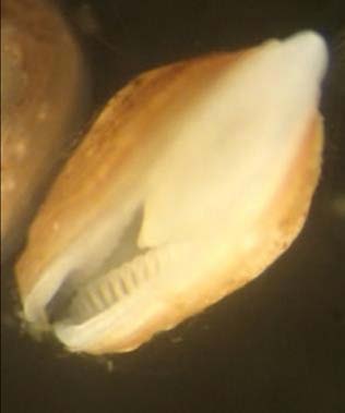 Næringsopptak Muslingene bruker foten til næringsopptak før gjeller er utviklet Gjeller er ferdig utviklet for filtrering når muslingene er