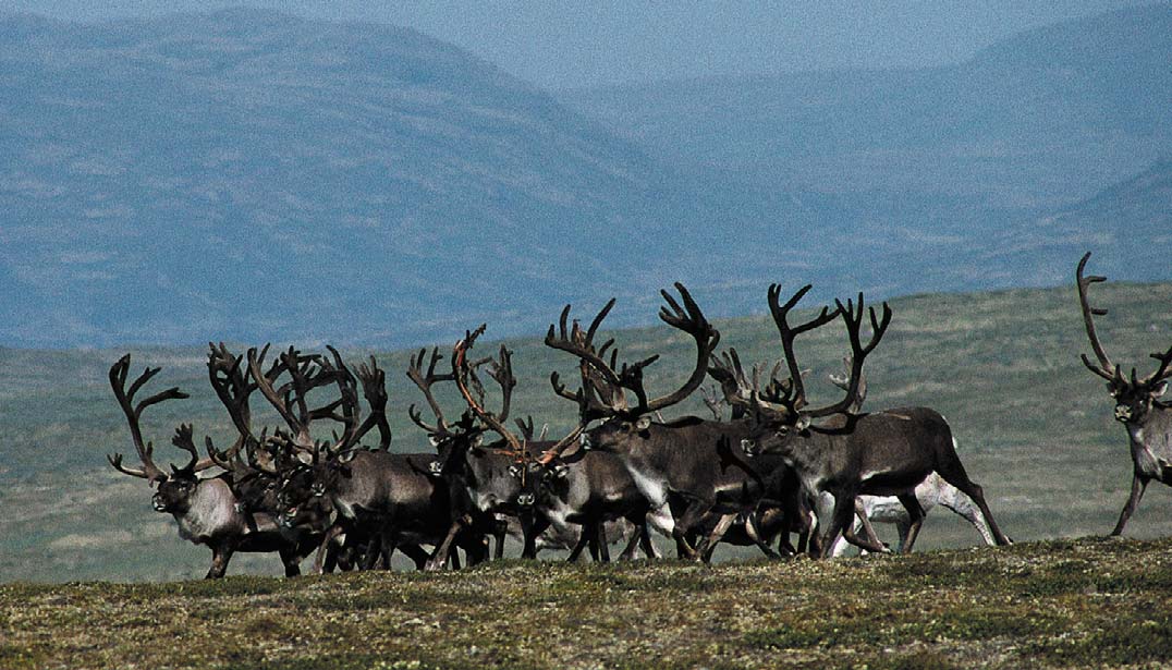 Innvandringsveier av villrein til Skandinavia etter siste istid.