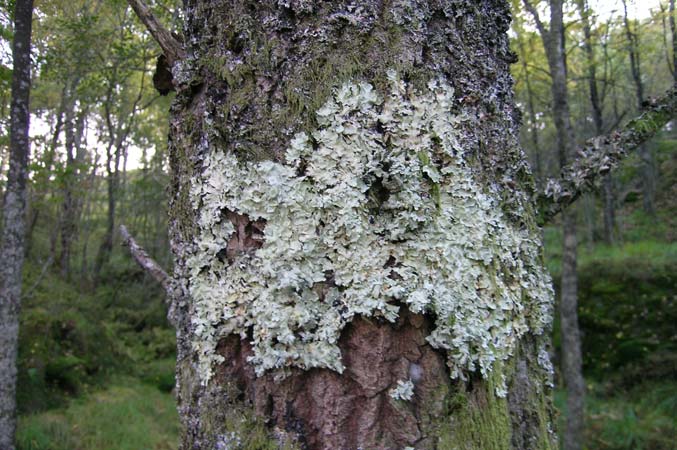 06 Sokndal: nordsida av Immersteinfjellet, ein gammal fattig edellauvskog med m.a. ospelæger (t.v.) og sørlandsasal, mykje blokkmark (nedanfor) og fleire raudlisteartar.