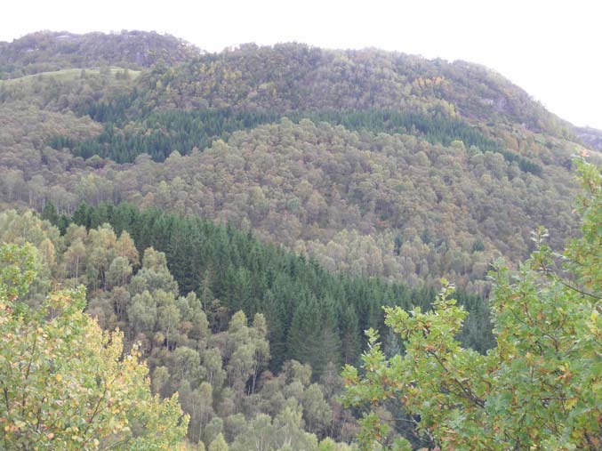 25 Sokndal: Lauvåsen vest, ein gammal fattig edellauvskog dominert av ikkje særleg gammal eik, som og hadde litt eikelav (nedanfor).