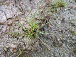 51 Sola: Vigdel-Hellestø, ei kystlynghei med mosaikk av hei og grasmark. Lokaliteten er beita av sau. Nednafor raudlistearten dverglin som veks her.