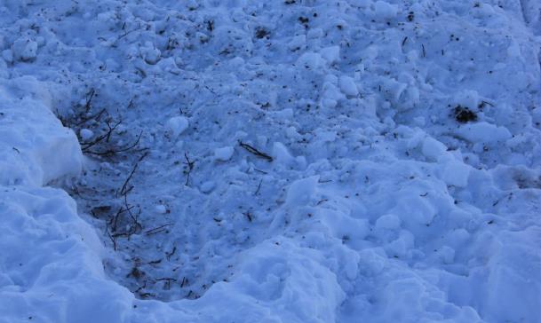 Bilde 3. Rein som finner beiteplanter på utmarksbeite på dagtid, Saltfjellet 19/2-2016. Midt på dagen kjørte reineierne en runde rundt reinflokken som var på utmarksbeite.