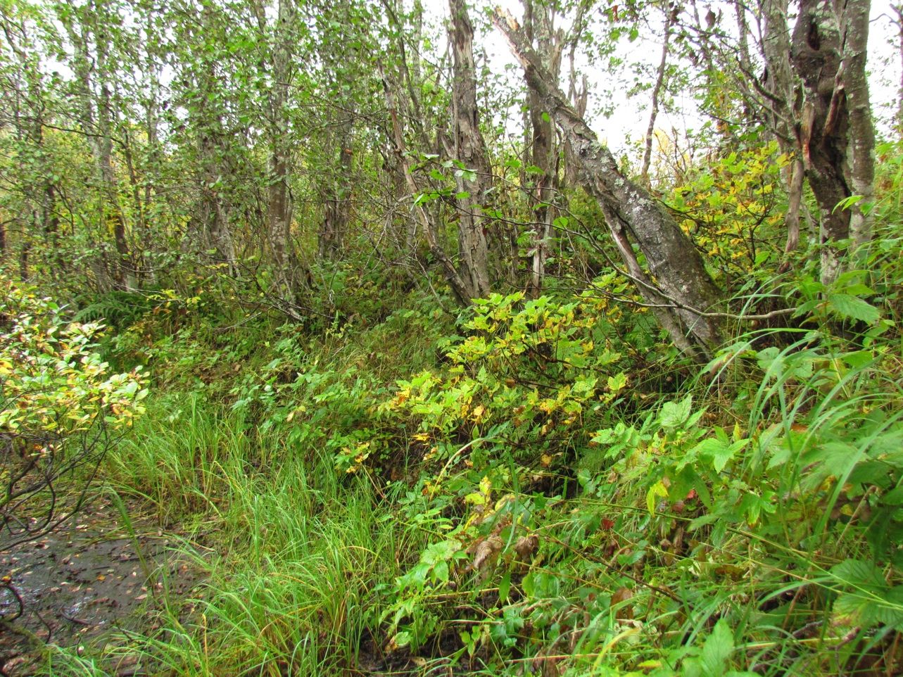 grunn av høyt grunnvann og slamavsetning samt opphopning av død ved. Flere steder har skogen god kontinuitet og grenser mot gammel skog.