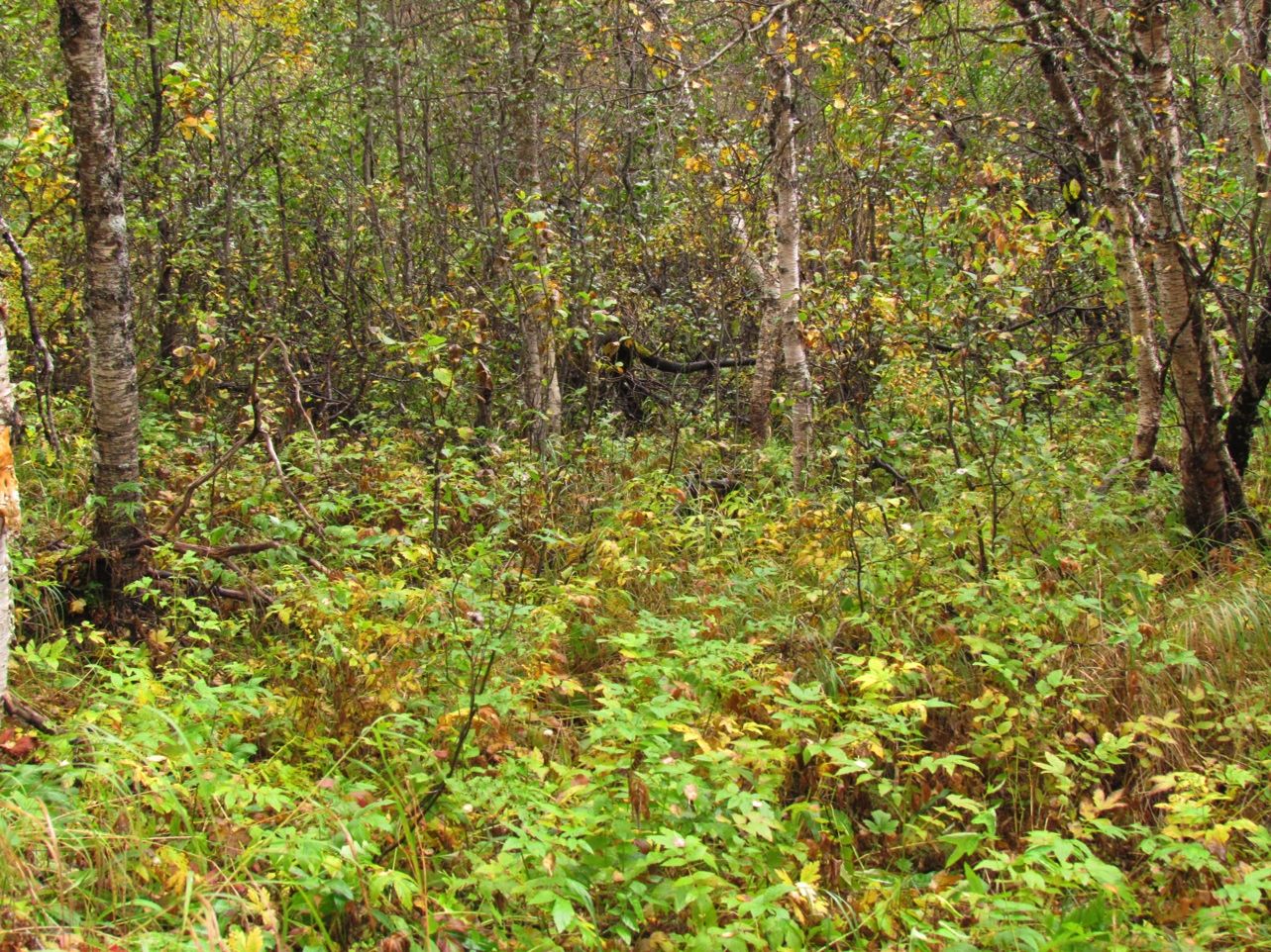 Naturtyper, utforminger og vegetasjonstyper Vegetasjonen i det avgrensede området langs Russivanka kan klassifiseres som naturtypen gråor-heggeskog (F05) med utforming flommarksskog (F0501).