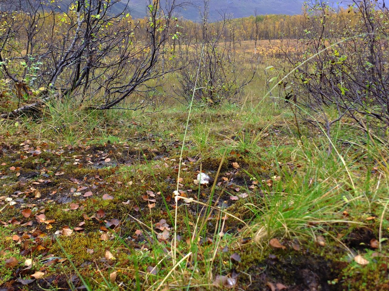 Naturtyper, utforminger og vegetasjonstyper I henhold til NiN-systemet er dette en svak kalkrik kilde. I avgrensningen kommer også åpne myrflater inn mot nord og øst med typene rike myrflater.