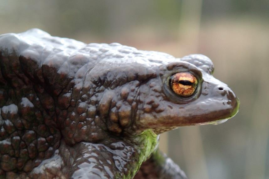 4.5 Amfibier og fisk Før rotenonbehandlinga ble buttsnutefrosk (Rana temporaria) og padde (Bufo bufo)(bilde 6) observert både i Vikerauntjønna og i dammen.