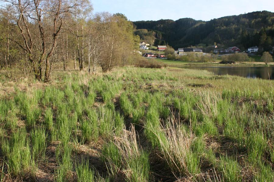 Områdets naturstatus, verdier og økologiske funksjon Naturbase for Gaupåsvatn ikke vist her).