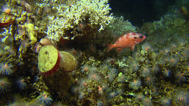 Figur 10. Korallrev dannes av steinkorallen Lophelia pertusa. Revene kan bli 35 meter høye og ca. én km lange. Områder hvor revene står tett omtales som korallrevområder.