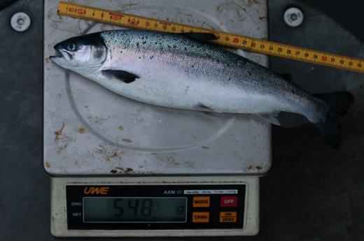 Produksjon i lukka merd (Ecomerden) Målsetjing med produksjon i lukka merd (type: Ecomerden) er å produsere postsmolt fram til fisken veg minst 1 kg.