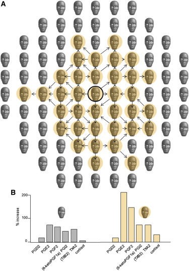 Sosial spredning av negative forventingar (A) Pattern of propagation of negative expectations starting from a single person (encircled head).