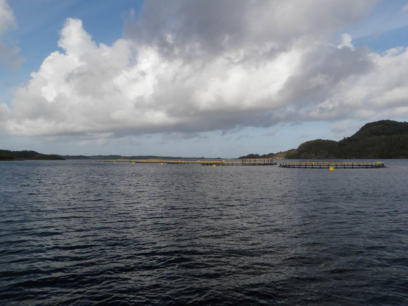 3 Forord En strandsoneundersøkelse er utført på oppdrag for Nordic Halibut AS ved lokaliteten Ørjavik i Eide kommune.