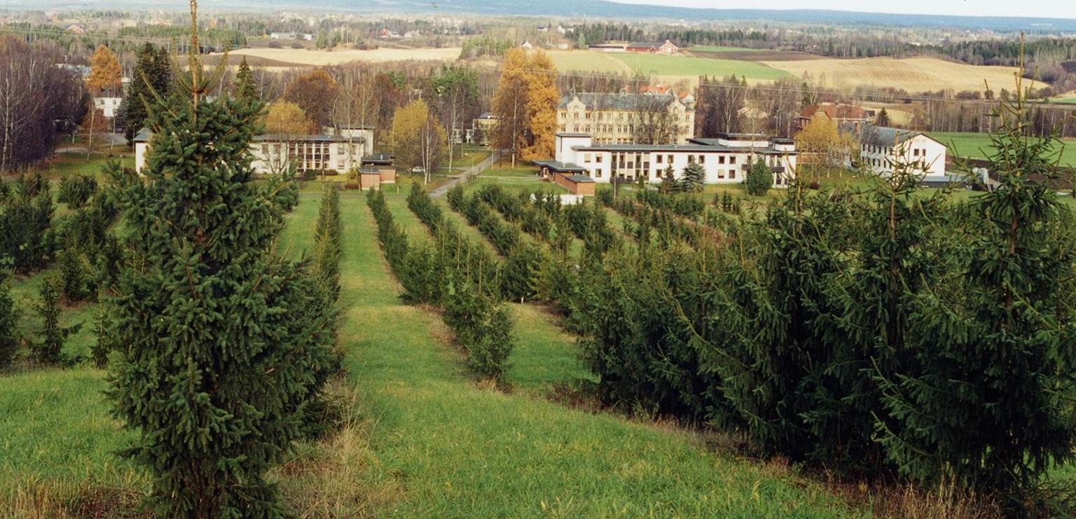 Frøplantasjer Genetisk gevinst til skogen leveres