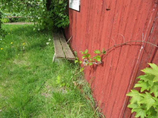 Bygg 16: Rødt uthus. ble satt opp. Enkel eller manglende fundamentering, bygget står rett på bakken.