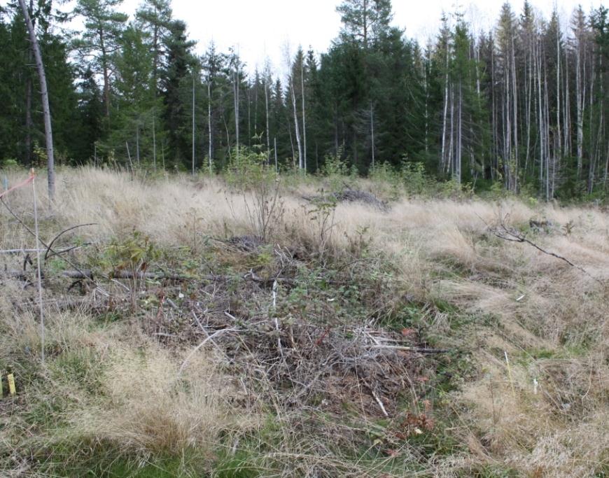 Mulige årsaker til forskjeller i vekst > Mer nitrogen tilgjengelig på grunn av nedbryting av nåler og småkvist: ja > Forskjeller i konkurranse med annen vegetasjon: ja > Forskjeller i