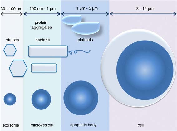 Gyögy B et al (2011) Membrane vesicles, current state of the art: emerging role of extracellular vesicles. Cell Mol Life Sci, Aug;68(16):2667 88. 5 5 Hvor finnes EV?