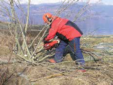 Flyfoto frå Aksnesholmane juli 1994. Også då var det mykje vegetasjon på holmane, likevel var der god måsehekking. Aksnesholmane 30.3.2007, før skjøtselstiltak vart sett i verk.