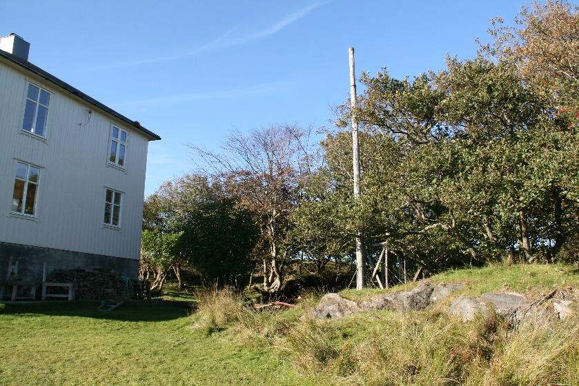 Foto 2. Sauen på Gåsøya beiter på hele øya, og har tilgang til andre naturtyper enn kystlynghei, slik som strandengvegetasjon og myr. Foto 3.
