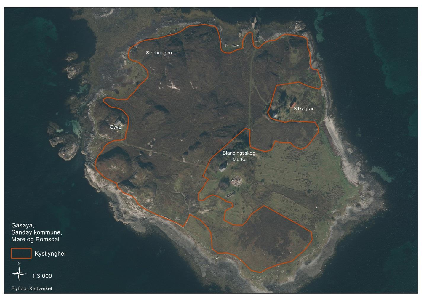 Kart 1: Kartet over Gåsøya viser avgrensningen av kystlynghei på øya. Kystlyngheia er ved hjelp av flyfoto estimert til 130 daa. Det samlede arealet på øya, er om lag 230 daa.