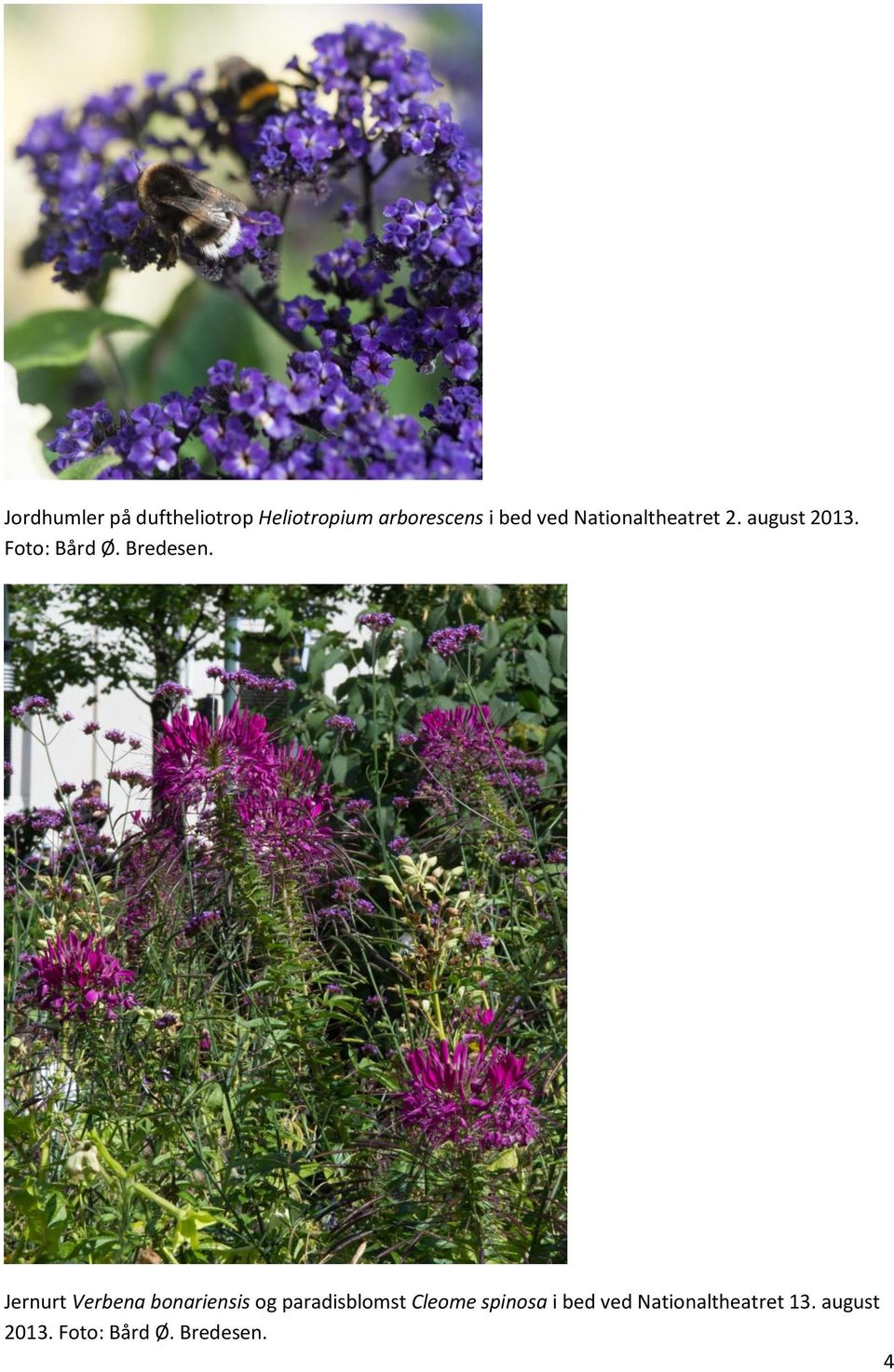 Jernurt Verbena bonariensis og paradisblomst Cleome spinosa i