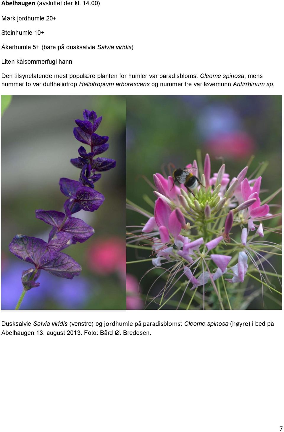 tilsynelatende mest populære planten for humler var paradisblomst Cleome spinosa, mens nummer to var duftheliotrop