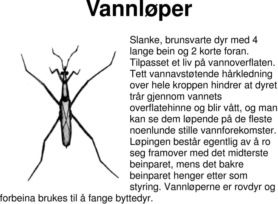 man kan se dem løpende på de fleste noenlunde stille vannforekomster.