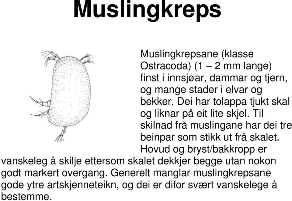 Til skilnad frå muslingane har dei tre beinpar som stikk ut frå skalet.