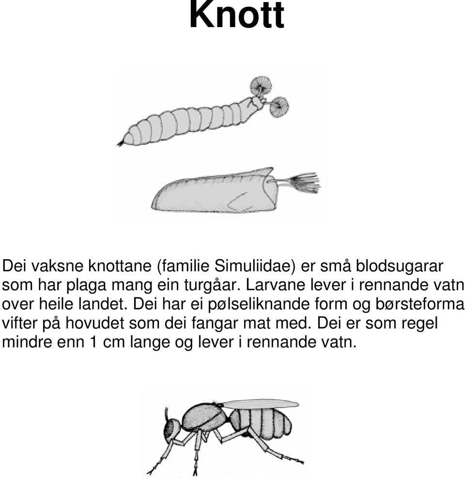 Dei har ei pølseliknande form og børsteforma vifter på hovudet som dei