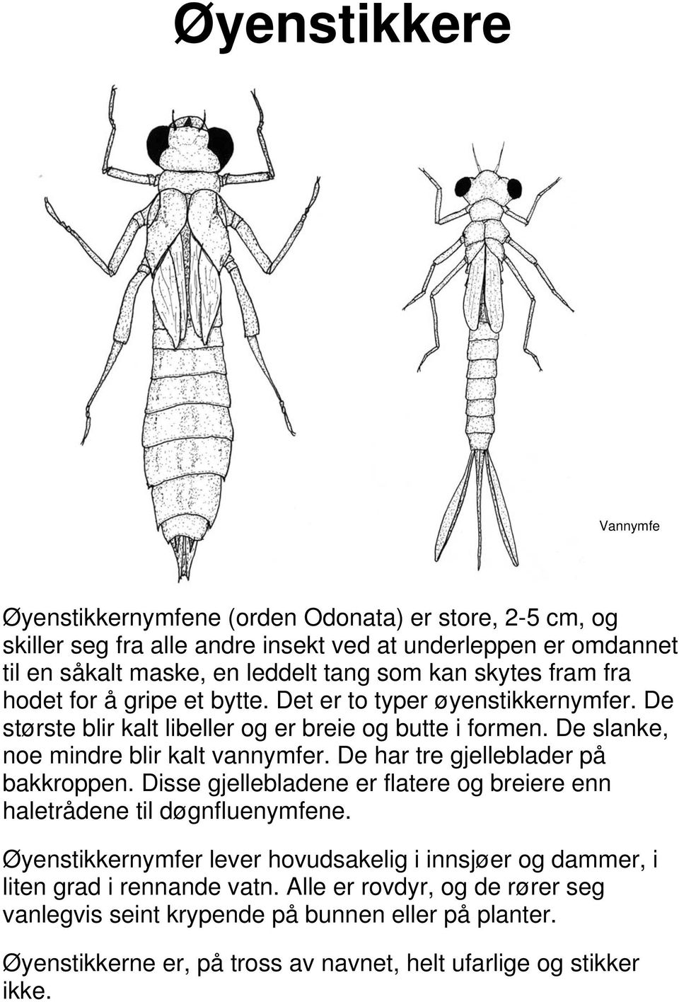 De slanke, noe mindre blir kalt vannymfer. De har tre gjelleblader på bakkroppen. Disse gjellebladene er flatere og breiere enn haletrådene til døgnfluenymfene.