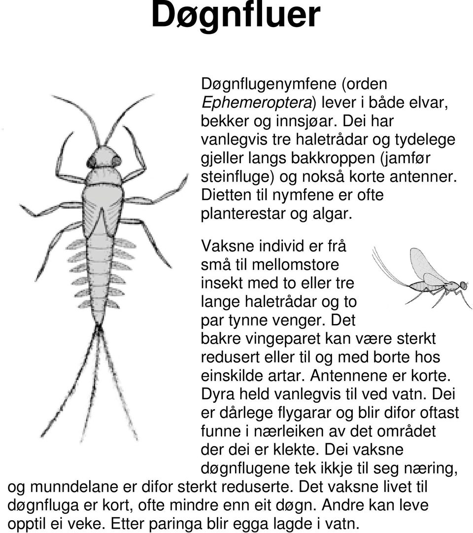 Vaksne individ er frå små til mellomstore insekt med to eller tre lange haletrådar og to par tynne venger. Det bakre vingeparet kan være sterkt redusert eller til og med borte hos einskilde artar.